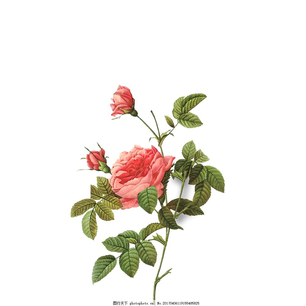 清新花朵绿叶图片