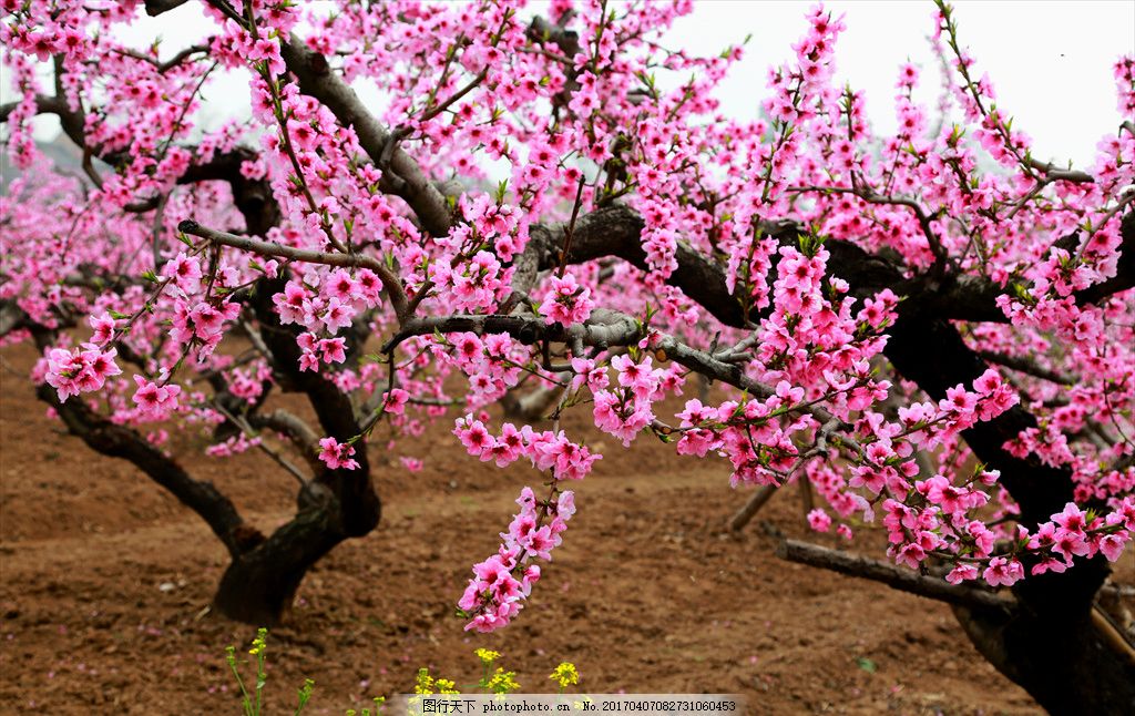 桃花 桃花源 春花 春天 桃花盛开 摄影 自然景观 自然风景