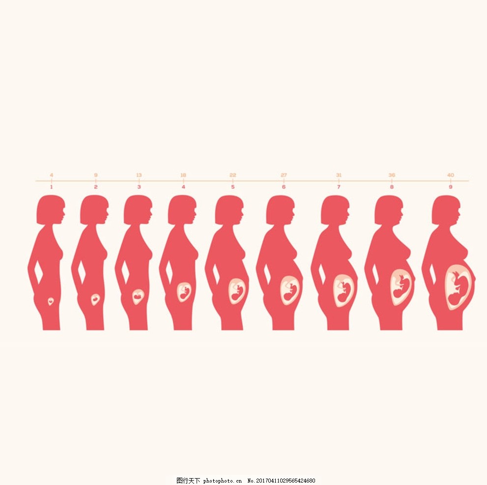 女性怀孕胎儿发育过程,幸福孕育 孕妇辅导班 大