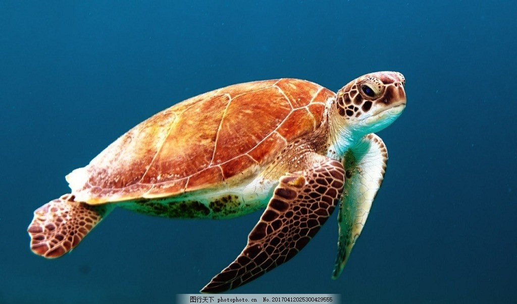 探索梦境奥秘,做梦时梦见大海龟的深层含义与解析 探索梦境奥秘,做梦时梦见大海龟的深层含义与解析