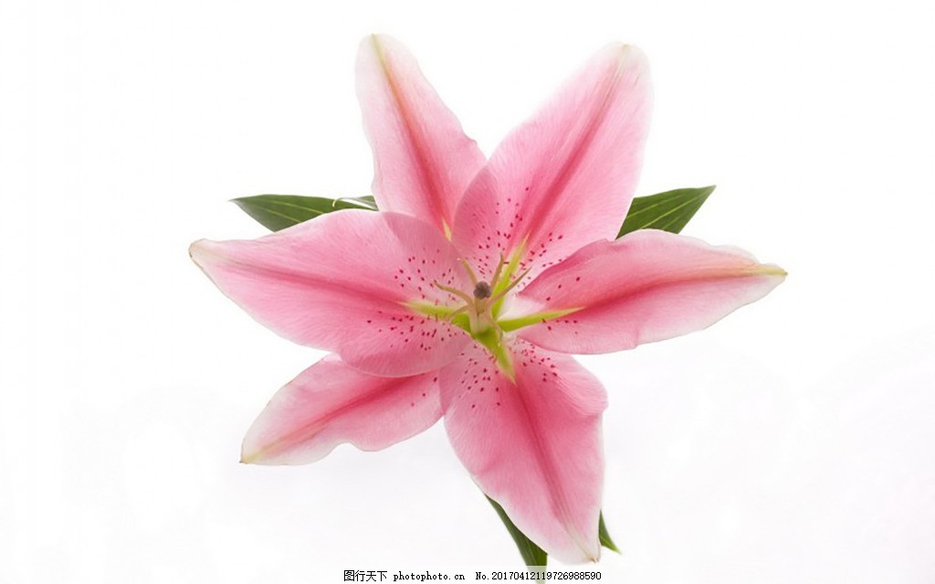 免抠粉色百合花图片