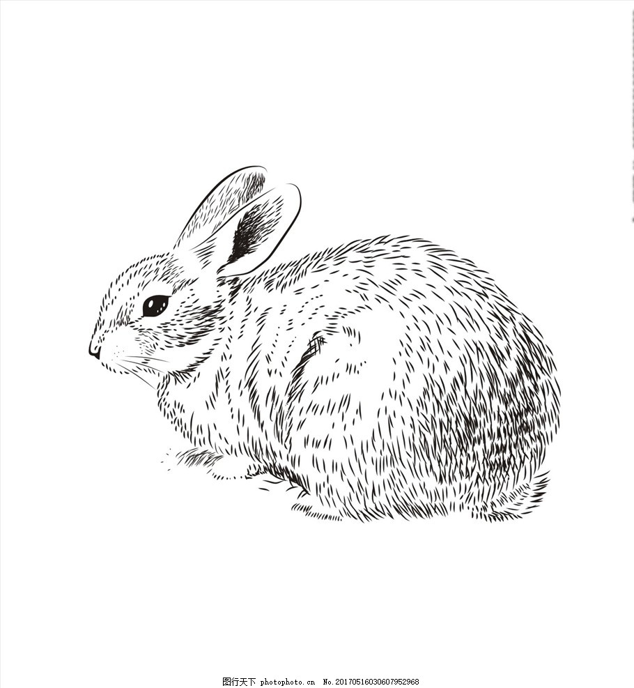 素描动物图案下载兔子矢量图下载图片
