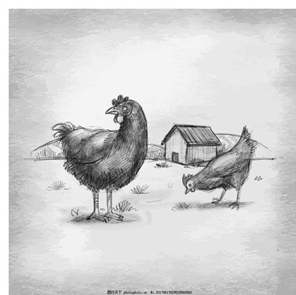 手绘素描农场养的鸡,牧场 生态养殖 养殖场海报