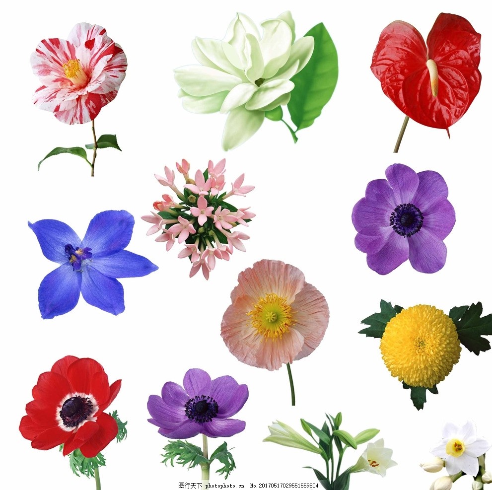 鲜花花朵,鲜花大全 花卉 手绘花朵素材 各种花朵 花藤-图行天下图库