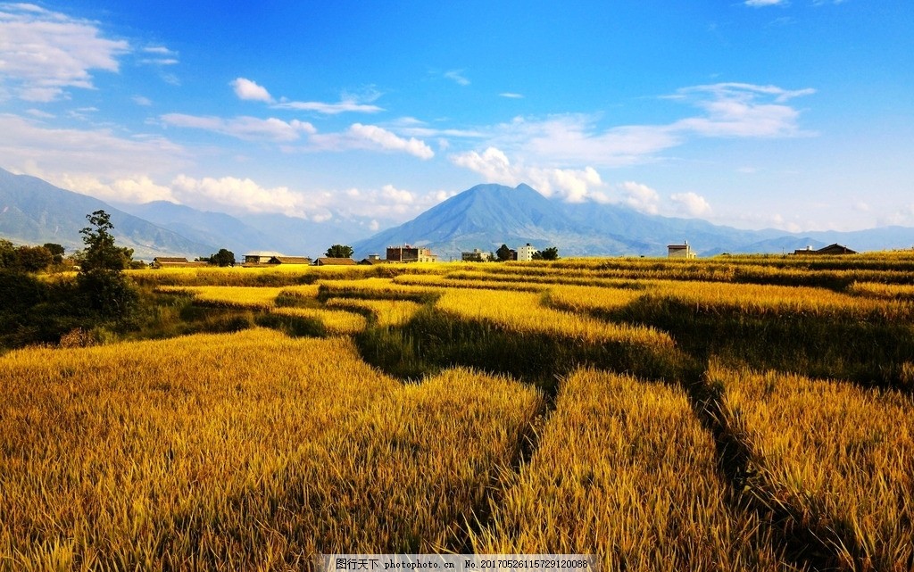 金秋田野 秋天 金色 稻田 农田 摄影 自然景观 自然风景