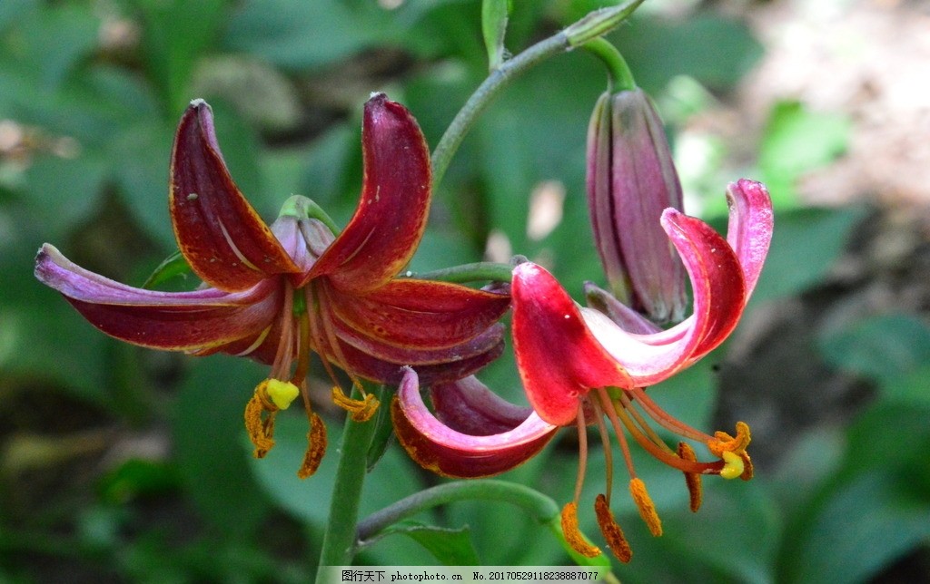 百合花,百合园 园林美景 强瞿 山丹 花卉 花儿 花