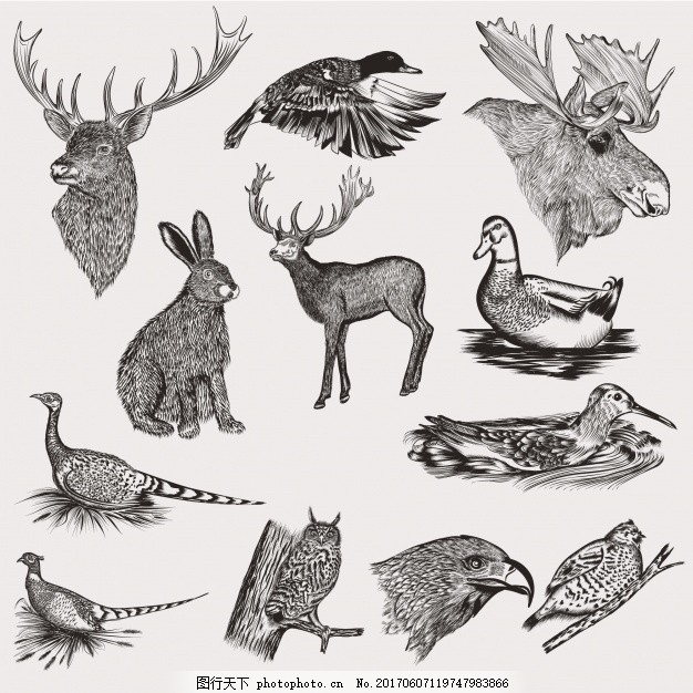 手绘动物系列,猫头鹰 兔 鸭 画 收集 驼鹿 麋鹿-