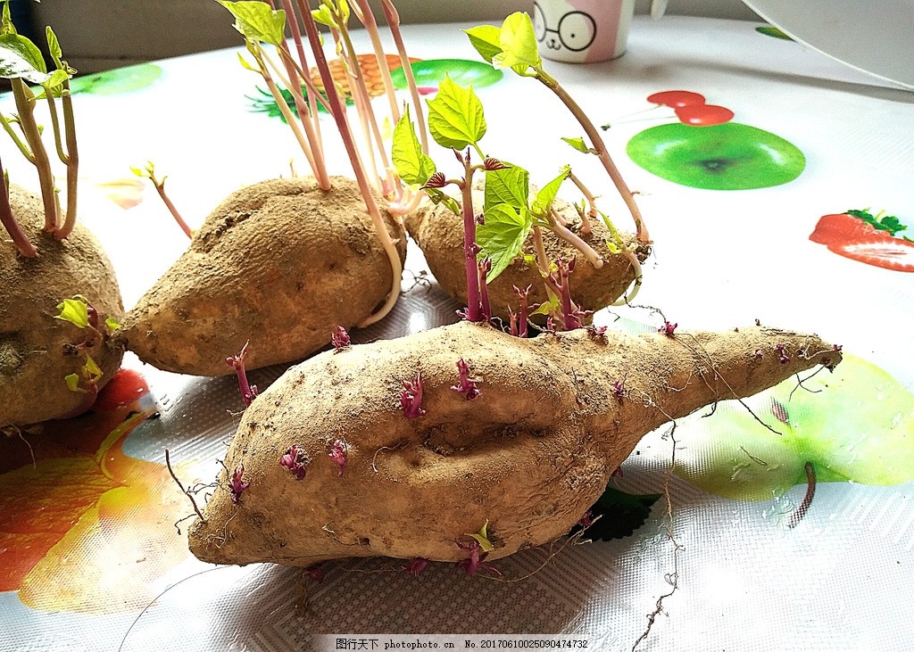 番薯芽 红薯芽 发芽的番薯 发芽的红薯 红薯苗 番薯苗 地瓜 发芽的地瓜