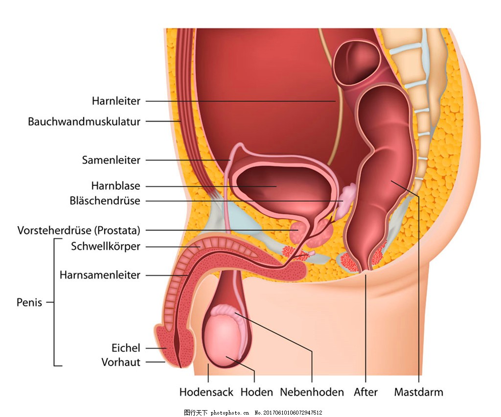 男性生殖器官图片