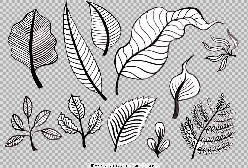 手绘素描叶子插画免抠png透明图层素材 春天素材 清新树叶 植物图片