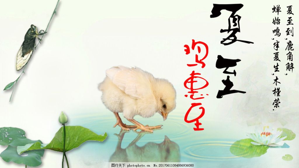 夏至小鸡海报图片