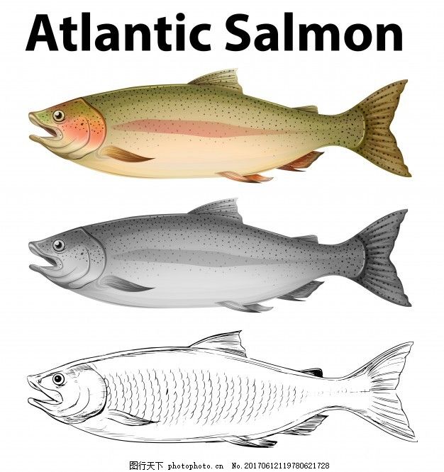 大西洋鲑鱼图解的三种绘画风格,自然 鱼类 艺术
