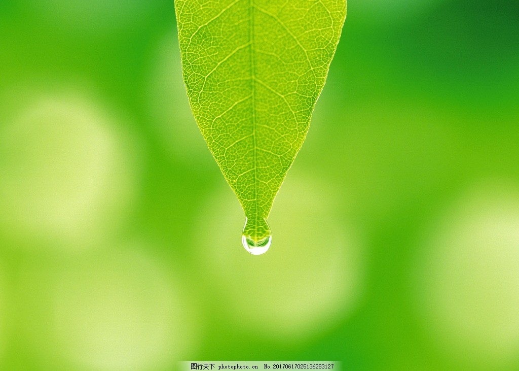 ppt 背景 壁纸 电脑桌面 发芽 绿色 绿色植物 绿叶 嫩芽 嫩叶 树叶 新图片