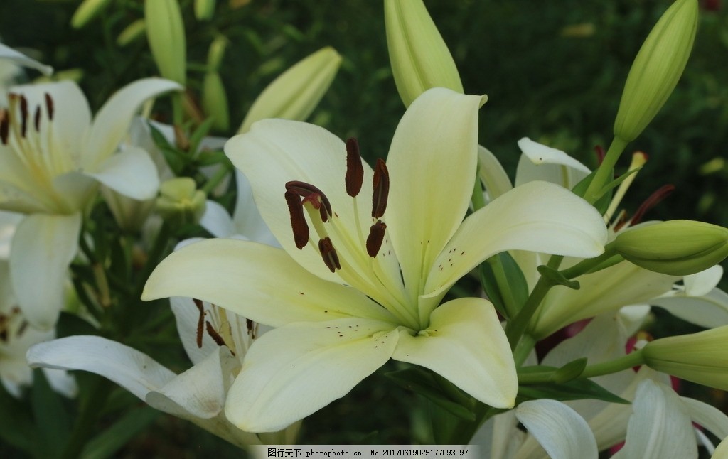 百合花,百合园 园林美景 强瞿 山丹 花卉 花儿 花