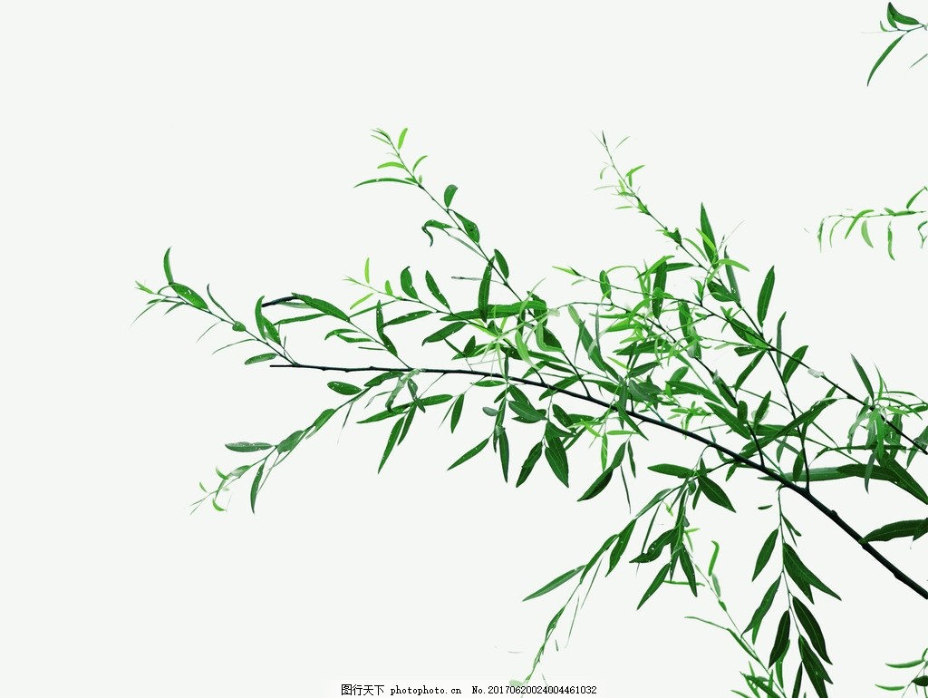 树枝 枝条 绿叶 叶子 柳树枝 竹叶 植物 树枝素材 绿叶素材图片