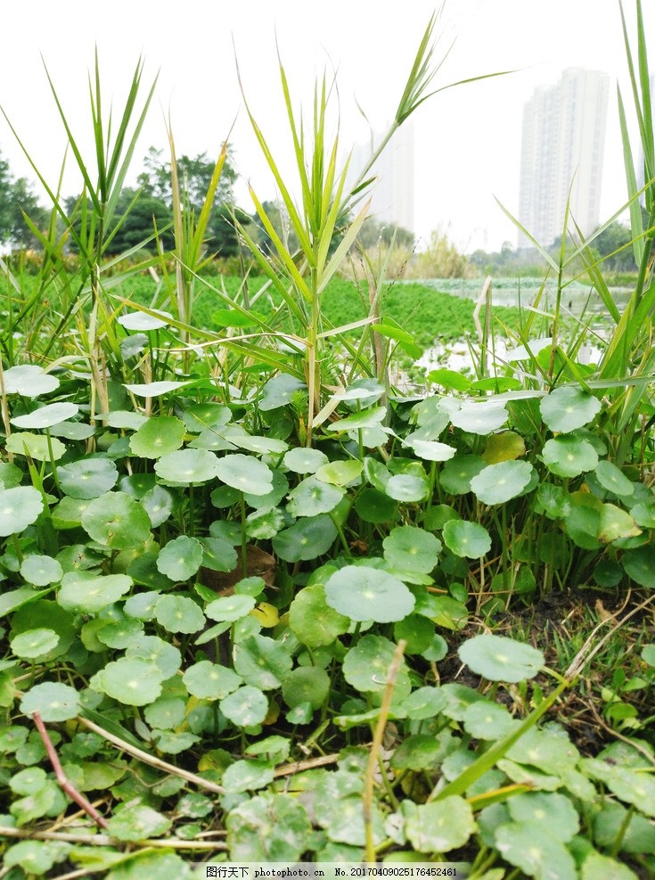 金钱草 小金钱草 镜面草 铜钱草 绿色植物 叶子 绿叶铜钱草 静物铜钱草