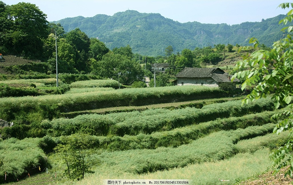 田园风光 田野风光 农村风光 油菜地 民房 民居 农田 乡村风景