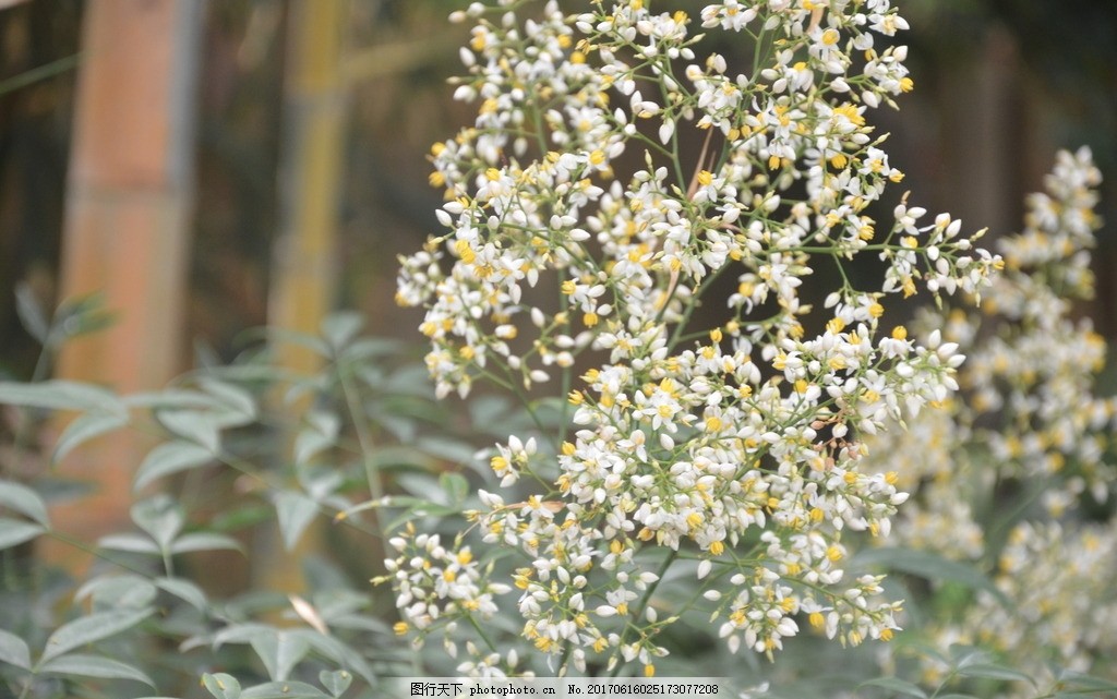 南天竹的花图片 花草 生物世界 图行天下素材网